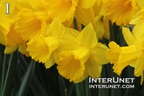Daffodils-Narcissus-Hybrid-yellow