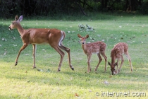 deer-with-her-babies