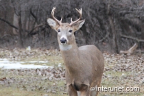 deer-with-antlers