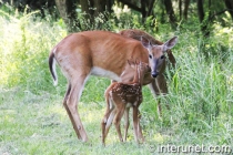 deer-with-baby