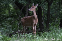 deer-in-the-forest