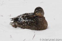 duck-in-the-snow