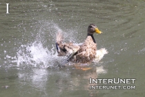 duck-landing