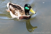 duck-on-the-pond