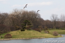 ducks-flying-over-the-pond