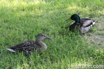 ducks-in-the-grass