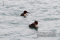 ducks-on-the-lake