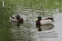 ducks-splashing-in-the-pond