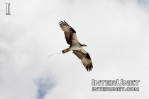 ferruginous-hawk-flying