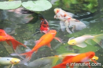 fish-in-the-pond