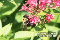 flower-with-bumblebee