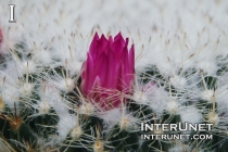 flowers-on-the-cactus