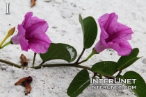 beautiful-flowers-on-the-sand