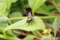 fly-on-green-leaf