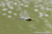flying dragonfly 