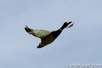 flying-duck