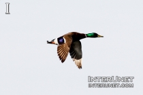 duck-is-flying