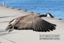 flying-goose