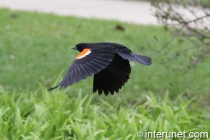 flying-red-winged-blackbird