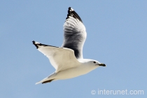 flying-seagull