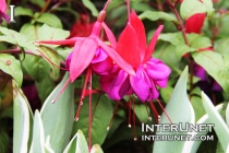 Fuchsia plant – red purple blossom