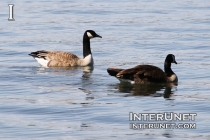 geese-on-the-lake