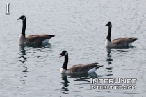 geese-on-the-lake