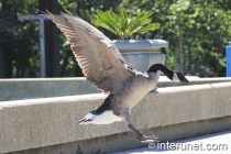 goose-landing