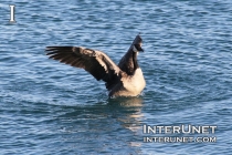 goose-on-the-blue-lake