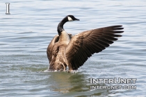 goose-on-the-lake