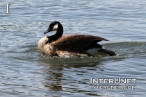 goose-splashing-on-the-lake