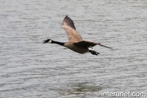 goose-flying-on-the-lake