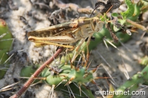 grasshopper-on-the-cactus