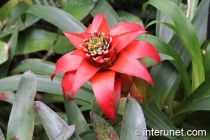 guzmania-lingulata-plant-with-red-flowers