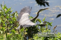heron-taking-off-the-pond
