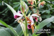 hood-orchid-beautiful-plant-with-flowers