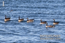 geese-on-the-lake