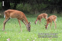 mother-deer-with-baby-deer