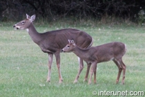 mother-deer-with-baby