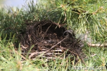 nest-on-pine-tree 