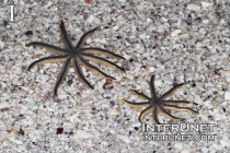 nine-armed-sea-stars