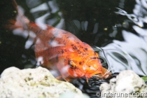 orange-fish-in-the-pond