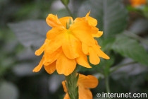 orange-flower