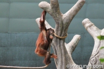 orangutan-in-zoo-habitat
