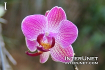 orchid-beautiful-flower