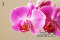 orchid-flower