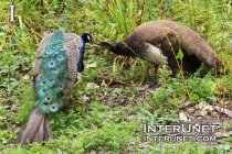 peacock-and-peahen-are-kissing
