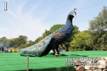 peacock-sculpture-Brookfield-Zoo
