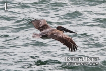 pelican-on-the-ocean