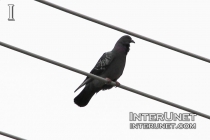 pigeon-on-wire